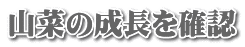 山菜の成長を確認